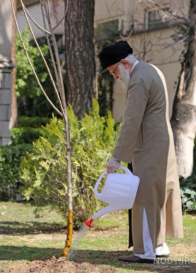 خرید نهال صنوبر | قیمت فروش در دی ماه 1403 | نهالستان رویال نهال خرید نهال صنوبر | قیمت فروش در دی ماه 1403 | نهالستان رویال نهال