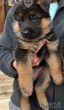 سگ نژاد ژرمن شپرد (German Shepherd): سگ اصیل آلمانی + گالری سگ نژاد ژرمن شپرد (German Shepherd): سگ اصیل آلمانی + گالری