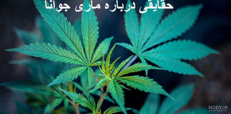 شهرداری به جای چمن، ماری جوانا کاشت! (+عکس) شهرداری به جای چمن، ماری جوانا کاشت! (+عکس)