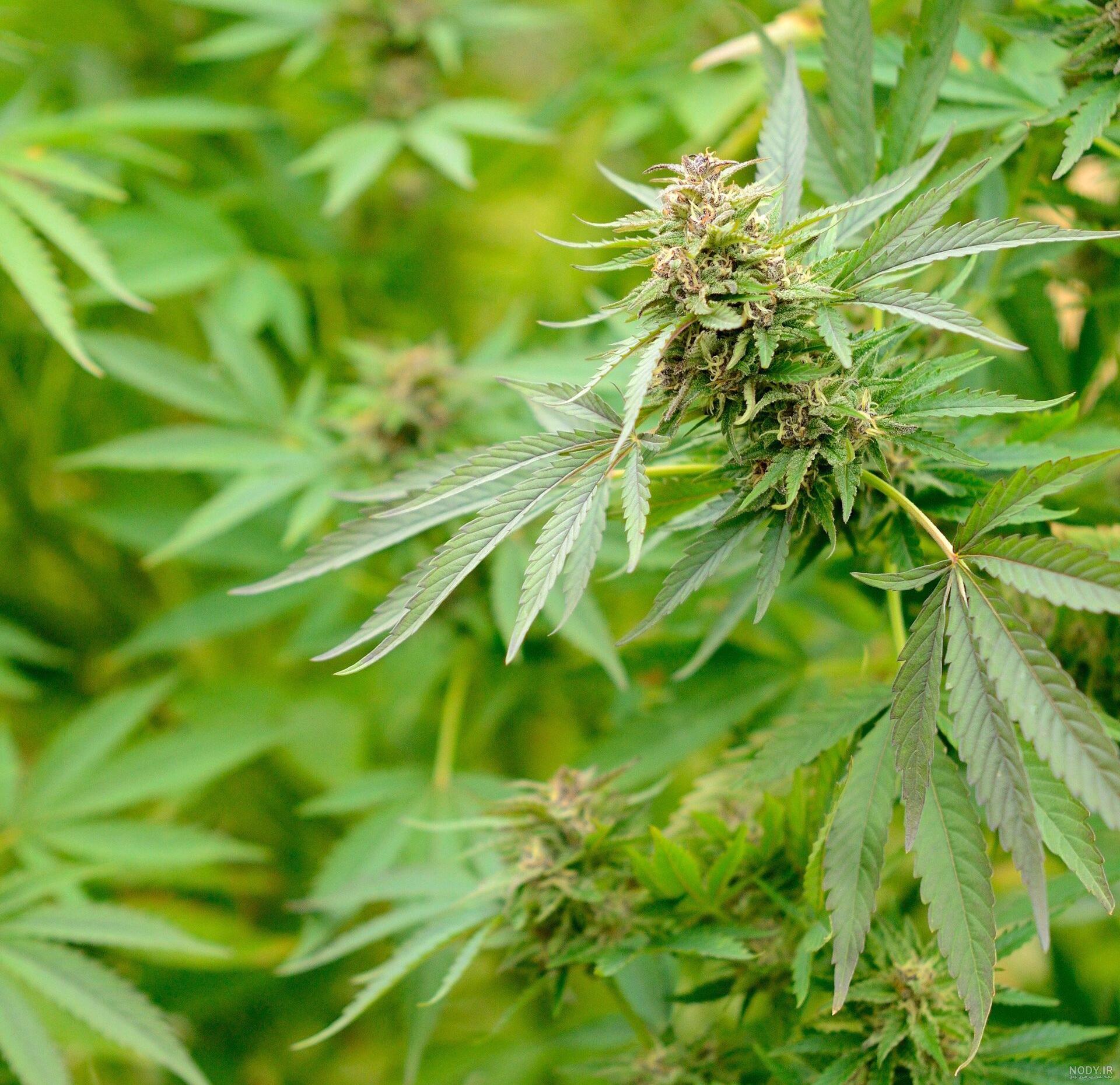 عوارض ماری جوانا بر مغز چیست؟ -کلینیک ترک اعتیاد دکترجوادی عوارض ماری جوانا بر مغز چیست؟ -کلینیک ترک اعتیاد دکترجوادی