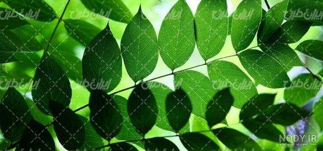 عکس تصویر زمینه آبسترک سبز - مسترگراف عکس تصویر زمینه آبسترک سبز - مسترگراف
