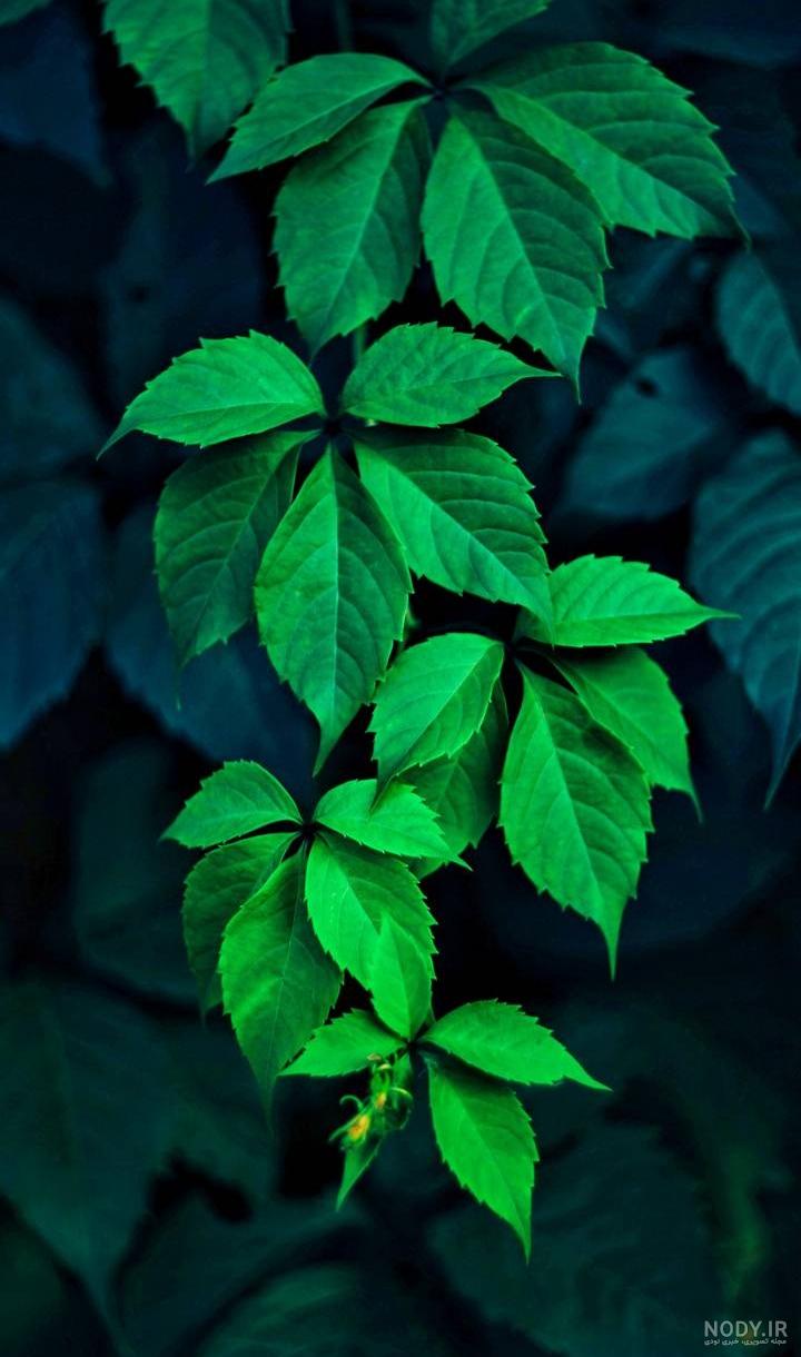 عکس تصویر زمینه سبز کیوت عکس تصویر زمینه سبز کیوت