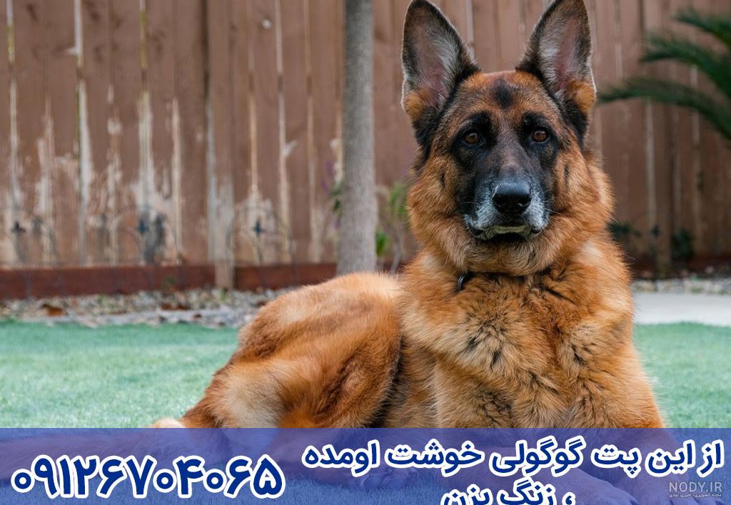 عکس سگ ژرمن 1401 خوشگل با ژست های جالب و دیدنی