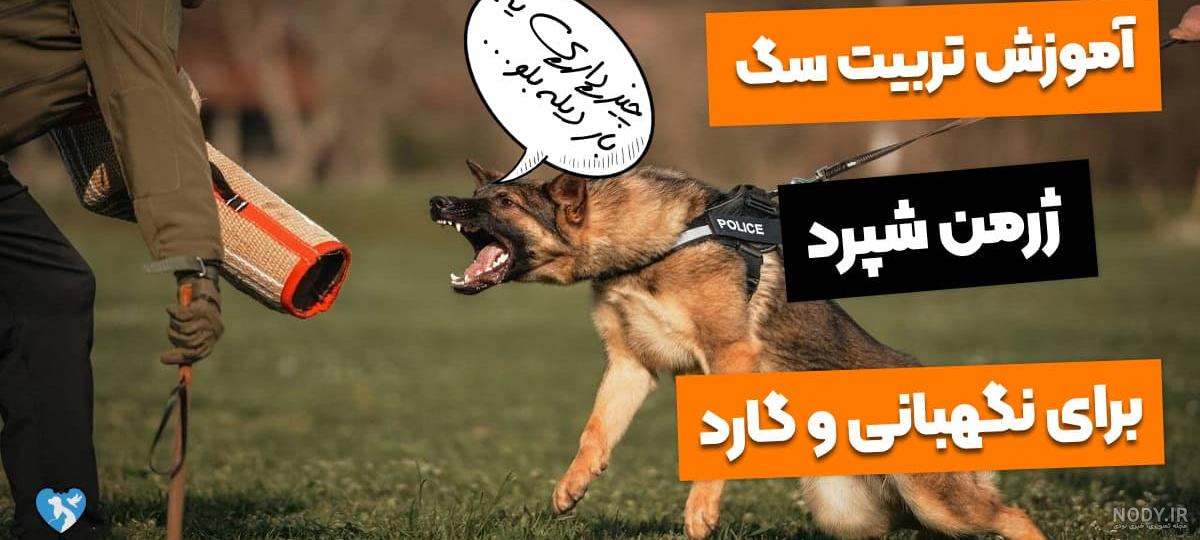 عکس سگ ژرمن شپرد - سرزمین سگ ها