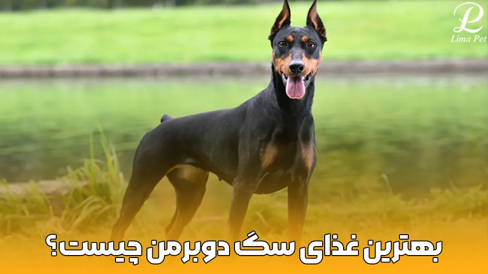 عکس میکس دوبرمن و ژرمن شپرد - عکس نودی عکس میکس دوبرمن و ژرمن شپرد - عکس نودی