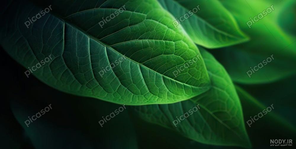 عکس پس زمینه طبیعت سبز عکس پس زمینه طبیعت سبز