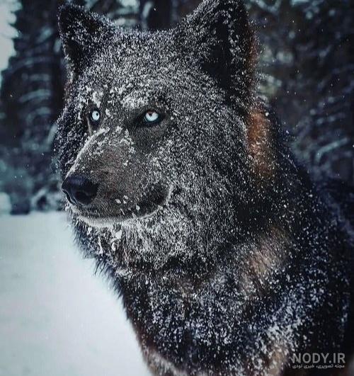عکس گرگ پسرانه ❤️ [ بهترین تصاویر ]