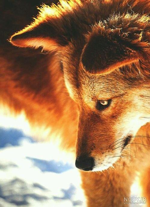 عکس گرگ🐺دانلود بهترین عکسهای گرگ وحشی با کیفیت 4k عکس گرگ🐺دانلود بهترین عکسهای گرگ وحشی با کیفیت 4k