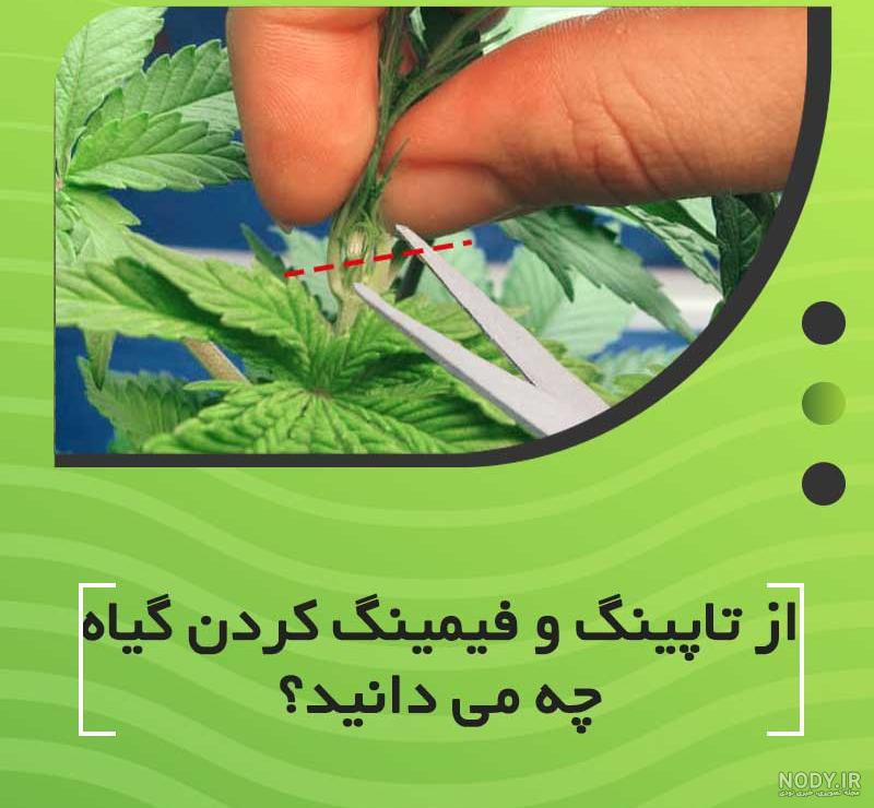 فرارو | کشف ۵ تُن ماری جوانا در قم فرارو | کشف ۵ تُن ماری جوانا در قم