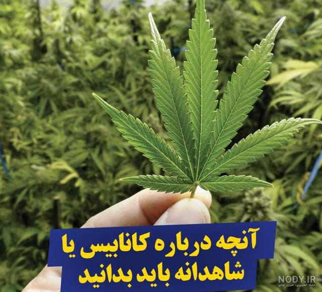 ماری‌جوآنا - ویکی‌پدیا، دانشنامهٔ آزاد