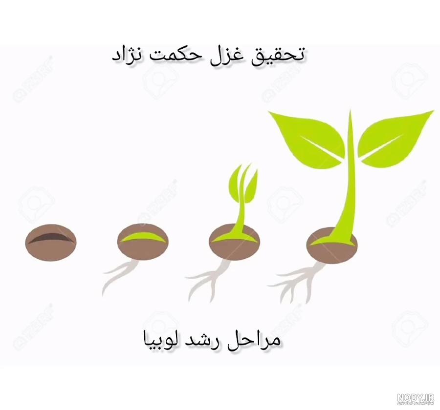 مراحل کاشت دانه لوبیا با عکس مراحل کاشت دانه لوبیا با عکس