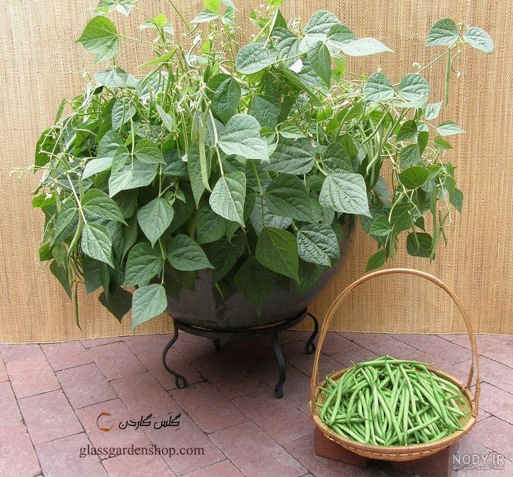 مراحل کاشت لوبیا برای مدرسه🌱 | مجله فیلیمومدرسه مراحل کاشت لوبیا برای مدرسه🌱 | مجله فیلیمومدرسه