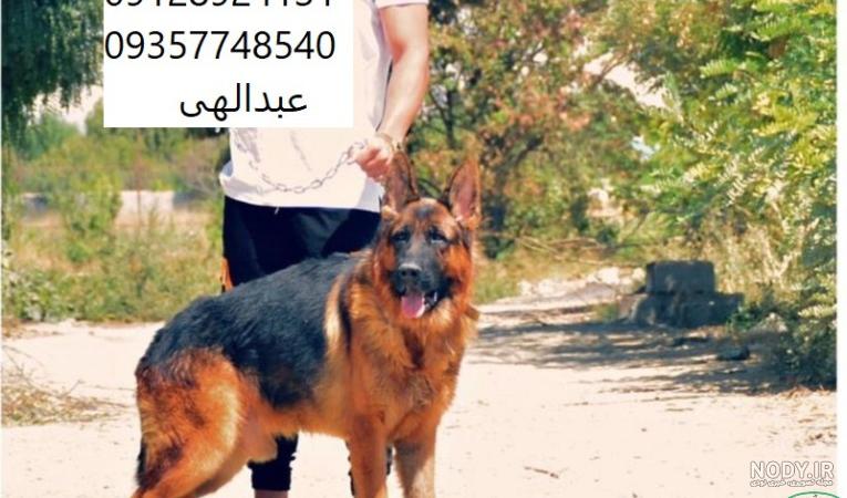 مشخصات قیمت و خرید سگ ژرمن شپرد » پت شاپ گلبا