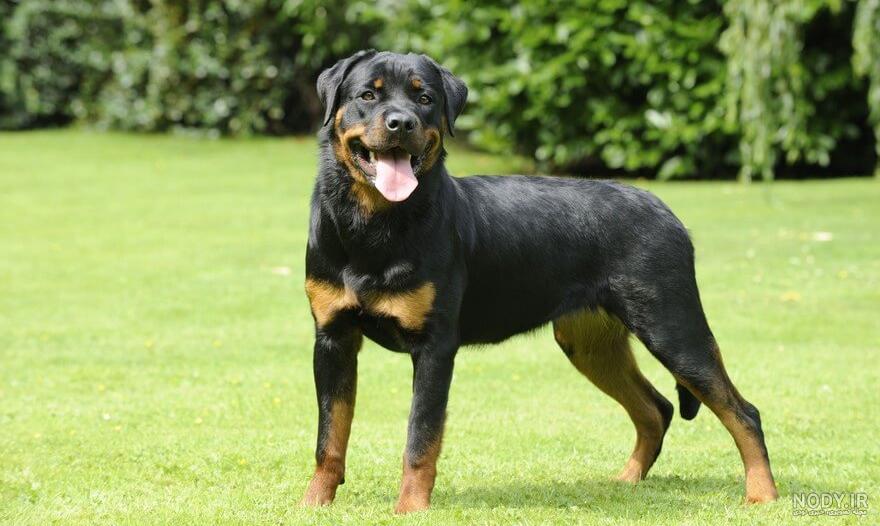 مشخصات کامل، قیمت و خرید نژاد سگ روتوایلر (Rottweiler) | پت راید مشخصات کامل، قیمت و خرید نژاد سگ روتوایلر (Rottweiler) | پت راید