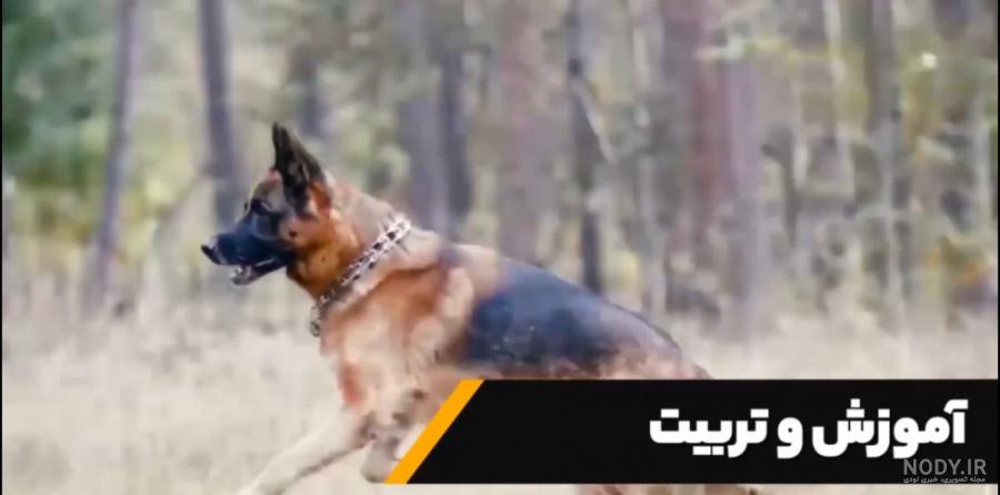 مشخصات کامل، قیمت و خرید نژاد سگ ژرمن شپرد (German Shepherd Dog) | پت راید