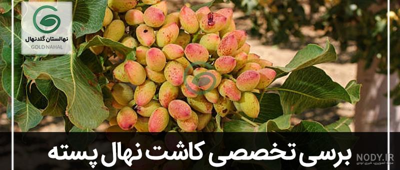 مشرق نیوز - عکس/ کاشت نهال توسط رهبر انقلاب در روز درختکاری مشرق نیوز - عکس/ کاشت نهال توسط رهبر انقلاب در روز درختکاری