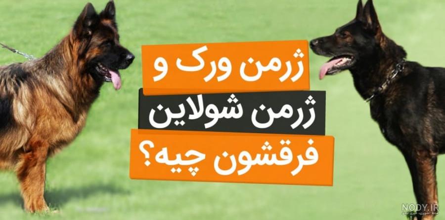 معرفی سگ نژاد ژرمن شپرد - German Shepherd - پت سانی معرفی سگ نژاد ژرمن شپرد - German Shepherd - پت سانی