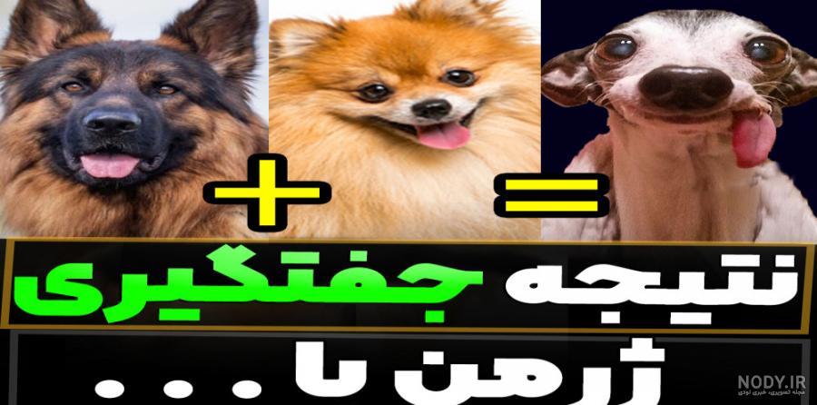 مقایسه سگ هاسکی و ژرمن | خصوصیات میکس ژرمن و هاسکی - دهکده حیوانات مقایسه سگ هاسکی و ژرمن | خصوصیات میکس ژرمن و هاسکی - دهکده حیوانات