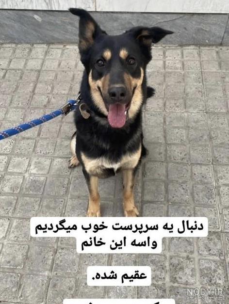 میکس سگ ژرمن با مالینویز - سرزمین سگ ها میکس سگ ژرمن با مالینویز - سرزمین سگ ها