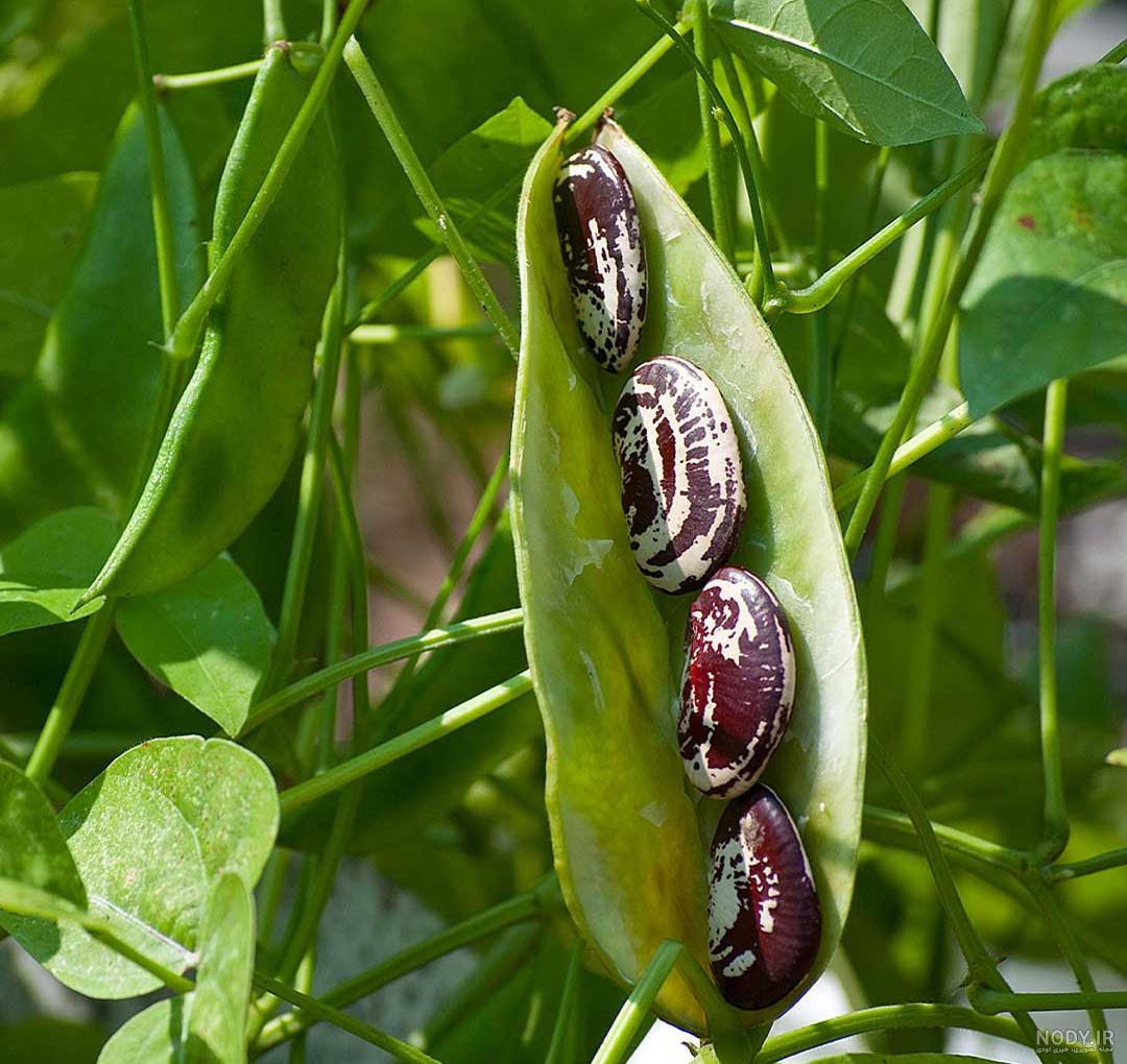 کاشت دانه لوبیا) کاشت دانه لوبیا)