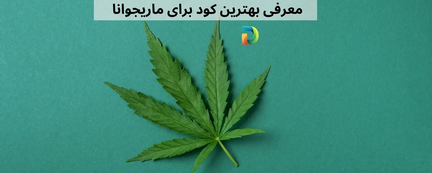 کاشت و پرورش هیدروپونیک شاهدانه | مجله ظرافت کاشت و پرورش هیدروپونیک شاهدانه | مجله ظرافت