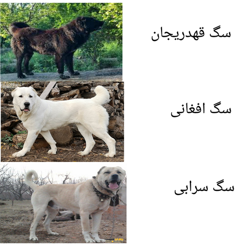 20+ تصویر ) نژاد سگ قدرجونی | سگ قهدریجانی