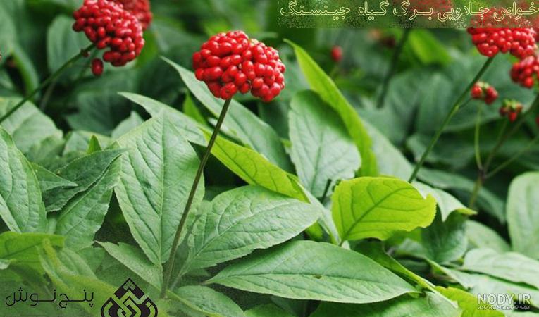 جینسینگ قرمز کره ای چیست و چه خواصی دارد؟ - خرید فروش اینترنتی باماسالمین جینسینگ قرمز کره ای چیست و چه خواصی دارد؟ - خرید فروش اینترنتی باماسالمین