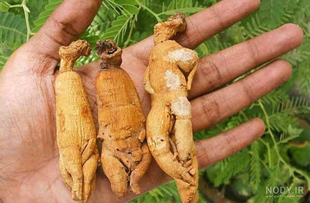 جینسینگ قرمز کره ای چیست و چه خواصی دارد؟ - خرید فروش اینترنتی باماسالمین جینسینگ قرمز کره ای چیست و چه خواصی دارد؟ - خرید فروش اینترنتی باماسالمین