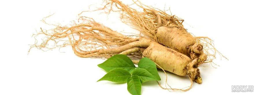 جینسینگ چیست؟ این گیاه چه خواص و مضراتی دارد؟ جینسینگ چیست؟ این گیاه چه خواص و مضراتی دارد؟