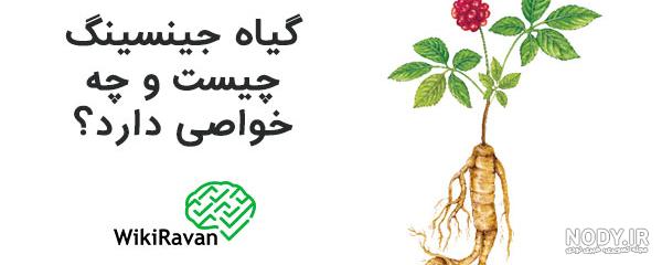 خواص جینسینگ برای پوست و مو | سلامتی و زندگی عالی خواص جینسینگ برای پوست و مو | سلامتی و زندگی عالی