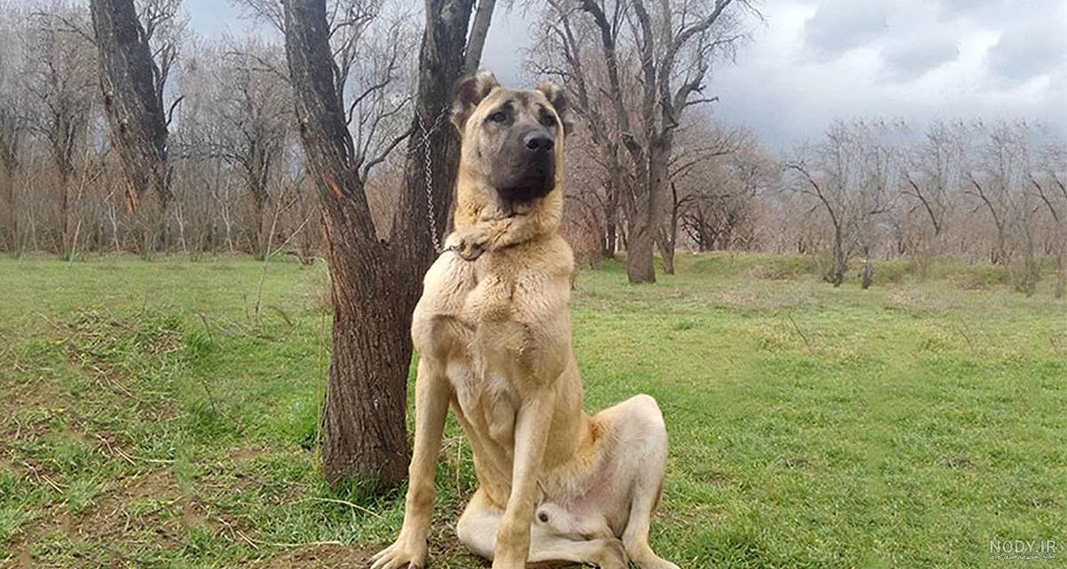 سلطان👑👑 با تیپ و فرم بدنی عالی 👌🏼👌🏼💯, متعلق به دوست عزیز امید خان @omid_sha2425, Shepherd dog from Iranian dog breed, #dog #dogsofinstagram سلطان👑👑 با تیپ و فرم بدنی عالی 👌🏼👌🏼💯, متعلق به دوست عزیز امید خان @omid_sha2425, Shepherd dog from Iranian dog breed, #dog #dogsofinstagram