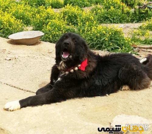 سگ قدرجونی سگ قدرجونی