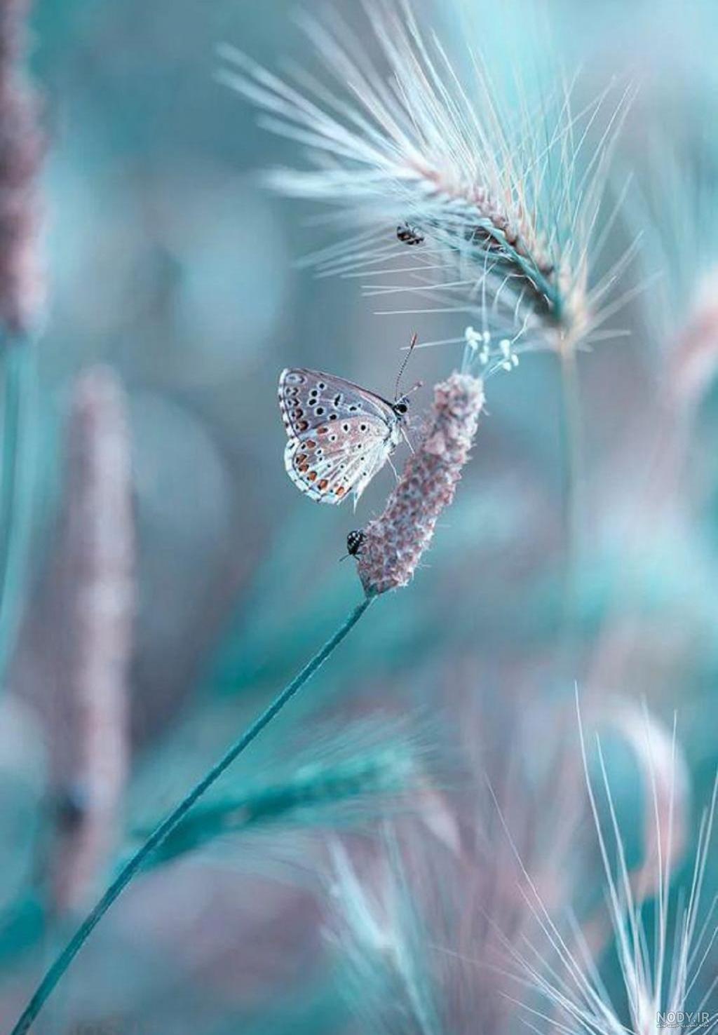 عکس برای گوشی زیبا