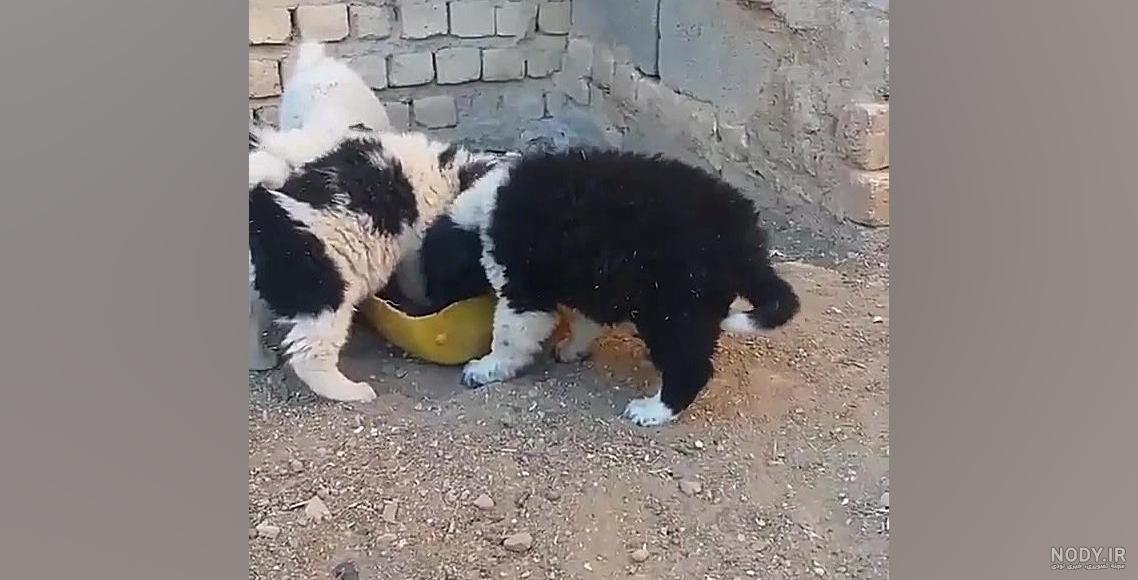 عکس توله سگ های قدرجونی عکس توله سگ های قدرجونی