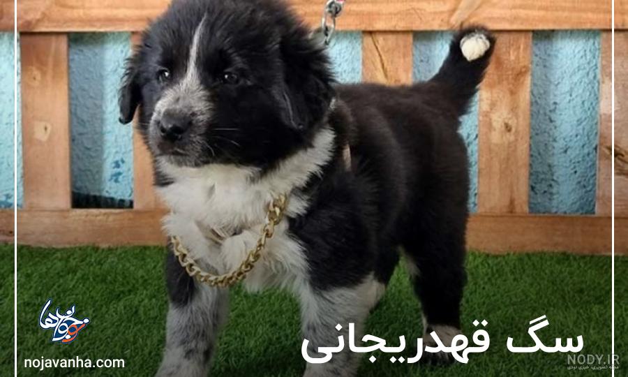 عکس سگ های قدرجونی عکس سگ های قدرجونی