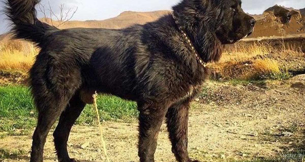عکس سگ قدرجونی - عکس نودی عکس سگ قدرجونی - عکس نودی