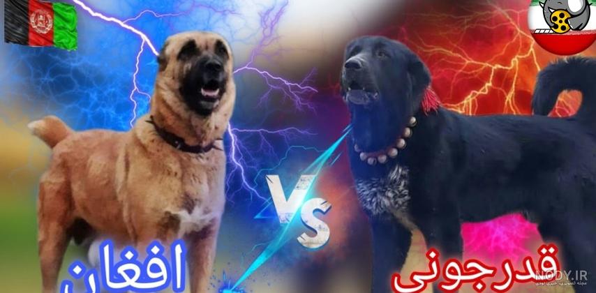 عکس سگ قدرجونی , عکس سگ قهدریجانی - سرزمین سگ ها عکس سگ قدرجونی , عکس سگ قهدریجانی - سرزمین سگ ها