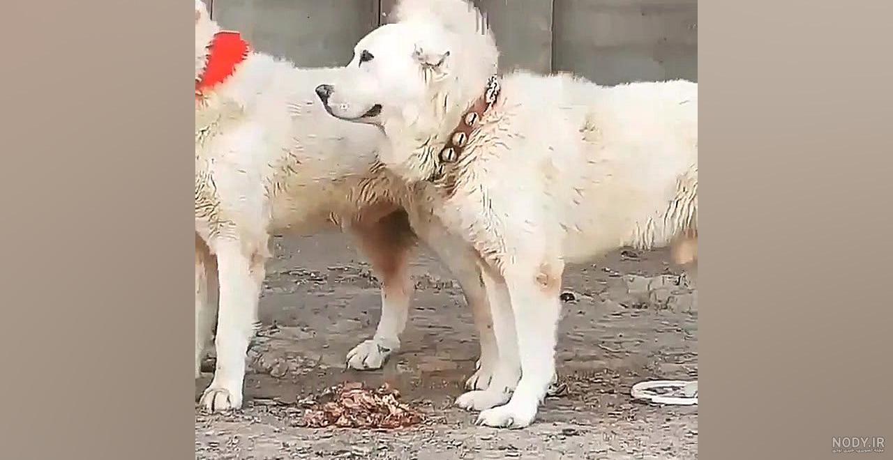 معرفی نژاد قهدریجانی معرفی نژاد قهدریجانی