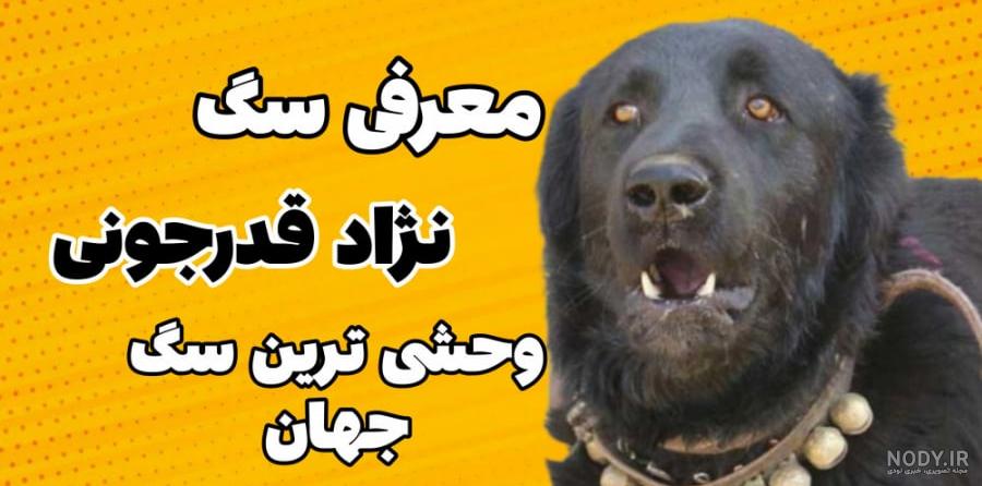 نژاد سگ قهدریجانی یا قدرجون | سگ گله سگ قهدریجان یا قدرجونی نژاد سگ قهدریجانی یا قدرجون | سگ گله سگ قهدریجان یا قدرجونی