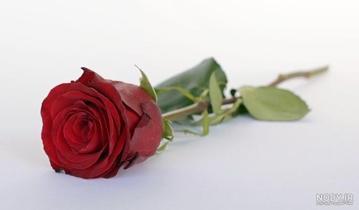 عکس پروف گل رز مشکی عکس پروف گل رز مشکی