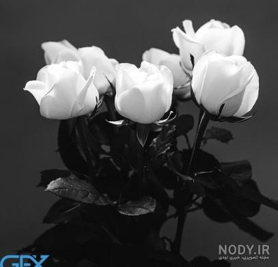 عکس گل رز برای پروفایل تلگرام و اینستاگرام • مجله تصویر زندگی عکس گل رز برای پروفایل تلگرام و اینستاگرام • مجله تصویر زندگی
