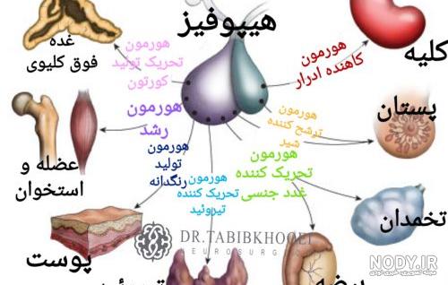 هر آنچه لازم است درباره ام آر آی مغز بدانید - کلینیک قاعده جمجمه و هیپوفیز ایران هر آنچه لازم است درباره ام آر آی مغز بدانید - کلینیک قاعده جمجمه و هیپوفیز ایران