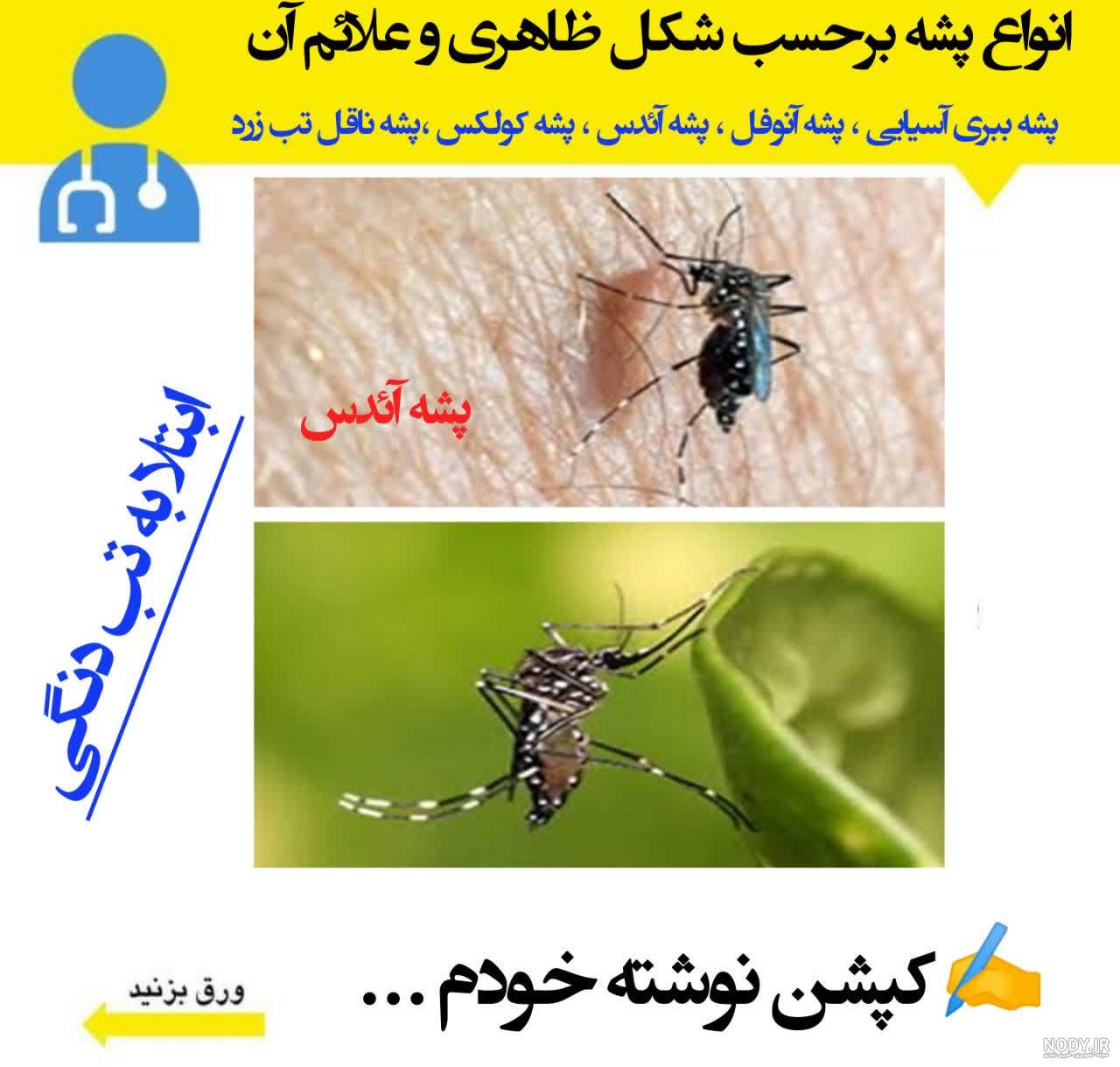 اینفوگرافی/پشه آئدس و بیماری های آن
