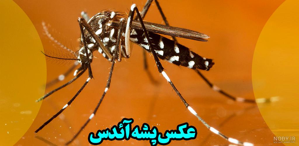 تب دنگی و همه چیز درباره آن/ عکس پشه آئدس