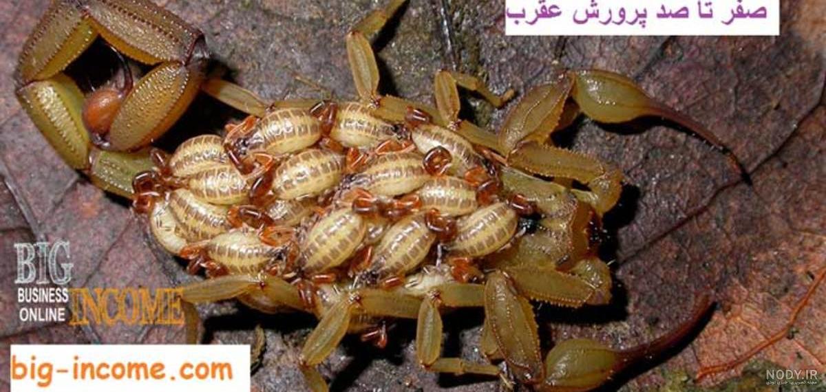 تعبیر خواب عقرب سیاه و زرد در خانه، عقرب گزیدگی و کشتن عقرب چیست؟ تعبیر خواب عقرب سیاه و زرد در خانه، عقرب گزیدگی و کشتن عقرب چیست؟