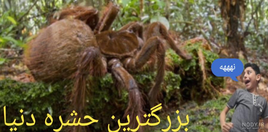 خرید حشره غول پیکر مدل Big Centipede برای نمایش پارک در فضای باز یا مشاهده AI-1404 متخصص سازنده در چین | دایناسور کاوه خرید حشره غول پیکر مدل Big Centipede برای نمایش پارک در فضای باز یا مشاهده AI-1404 متخصص سازنده در چین | دایناسور کاوه