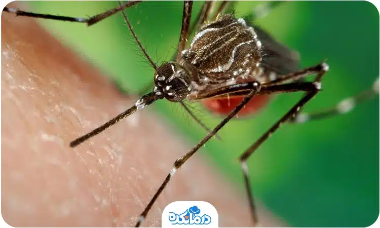 راهکار مهم برای جلوگیری از نیش پشه آئدس/ احتمال ابتلای مجدد به تب دنگی وجود دارد+اینفوگرافیک راهکار مهم برای جلوگیری از نیش پشه آئدس/ احتمال ابتلای مجدد به تب دنگی وجود دارد+اینفوگرافیک