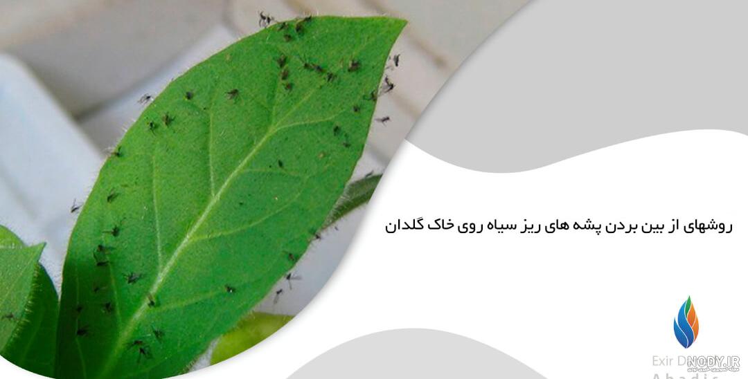 ساس از کجا میاد؟ علائم ساس در منزل + روش نابودی آن ساس از کجا میاد؟ علائم ساس در منزل + روش نابودی آن