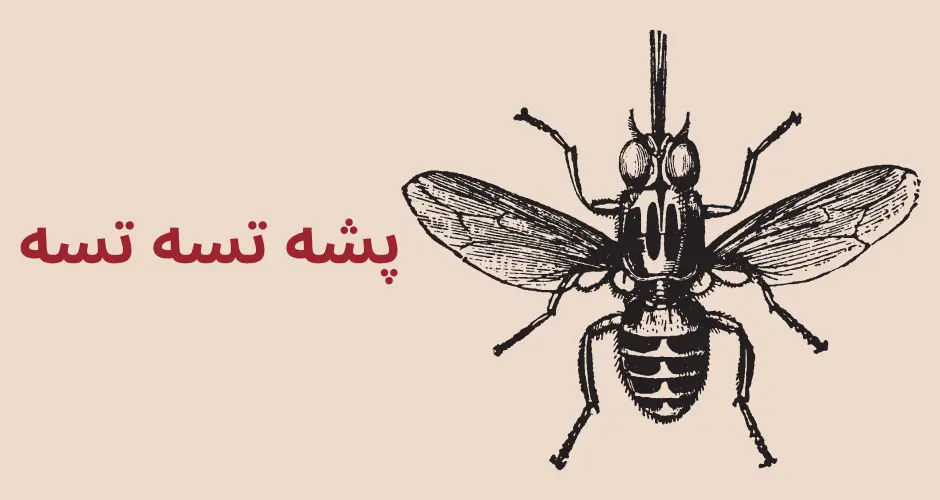 سمپاشی مگس به روش خانگی و شیمیایی - مجله آچاره سمپاشی مگس به روش خانگی و شیمیایی - مجله آچاره