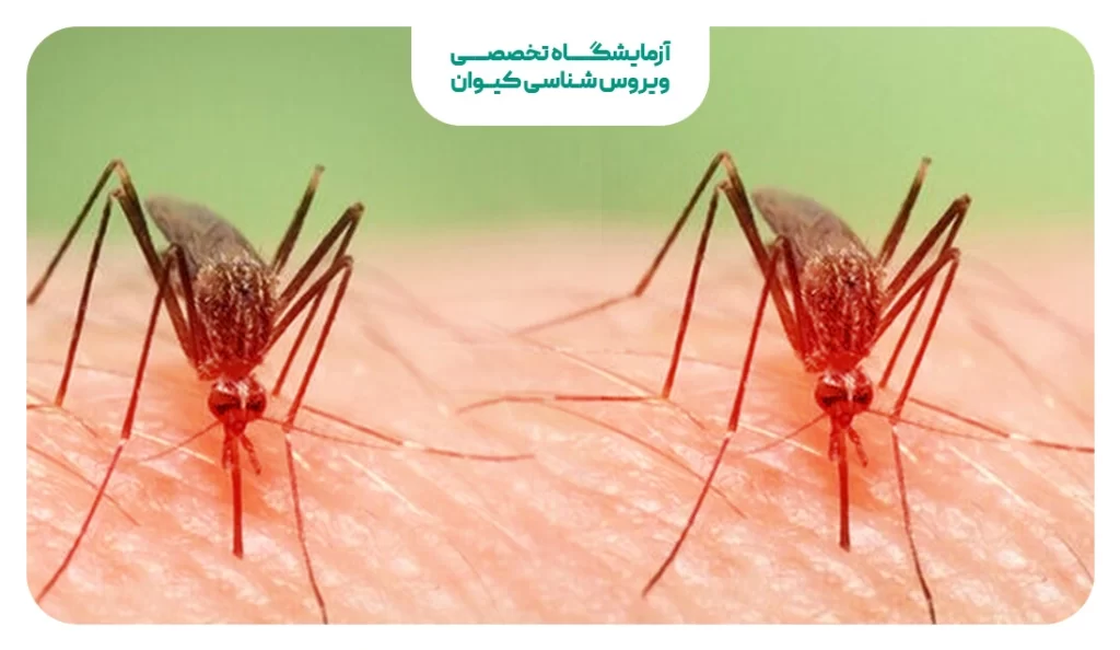 صید پشه آئدس در ۵ استان / پشه جنوب بیماری‌زاتر است
